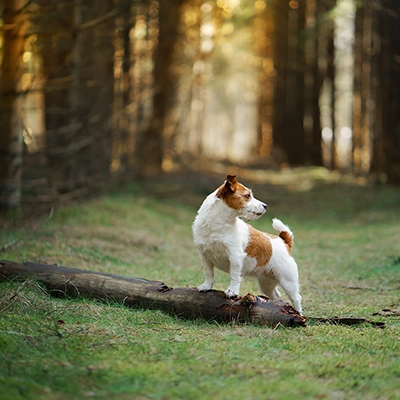 元気なジャック・ラッセル・テリア