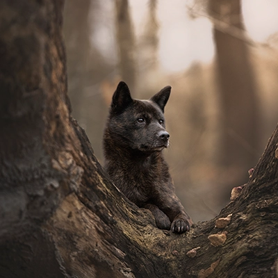 甲斐犬 2 甲斐犬