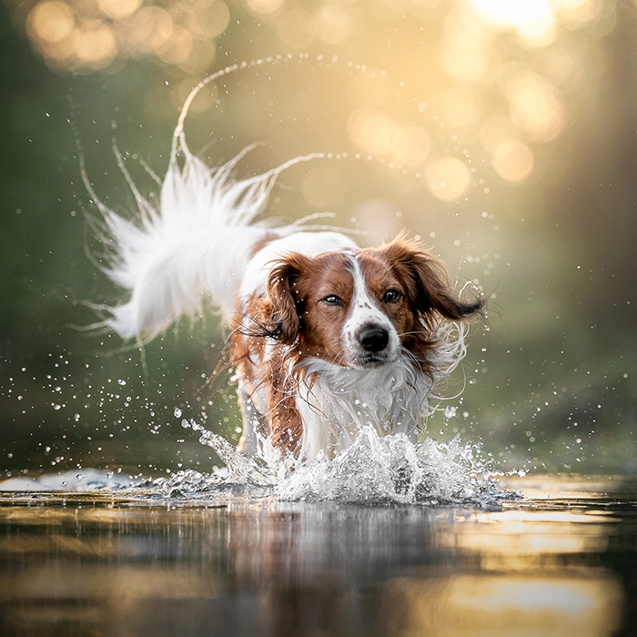 コーイケルホンディエ
