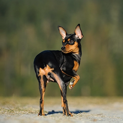 落ち葉の中のミニチュア・ピンシャー