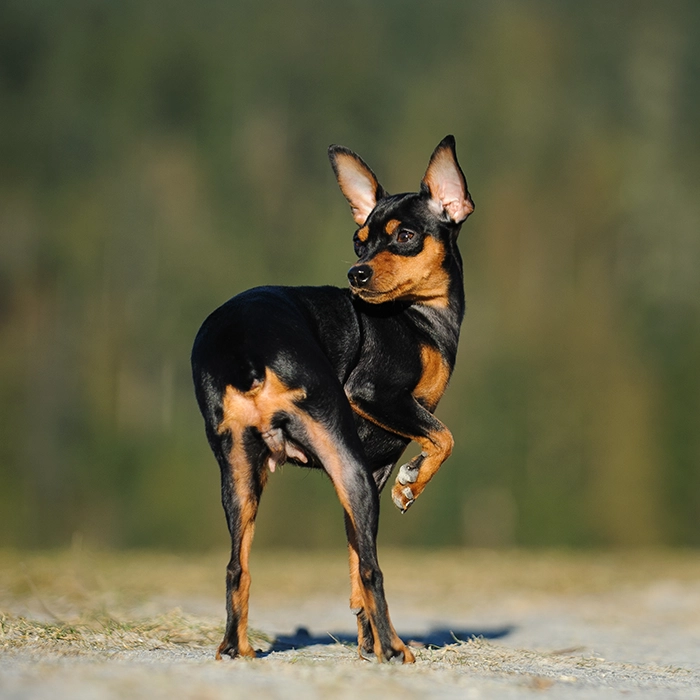 落ち葉の中のミニチュア・ピンシャー
