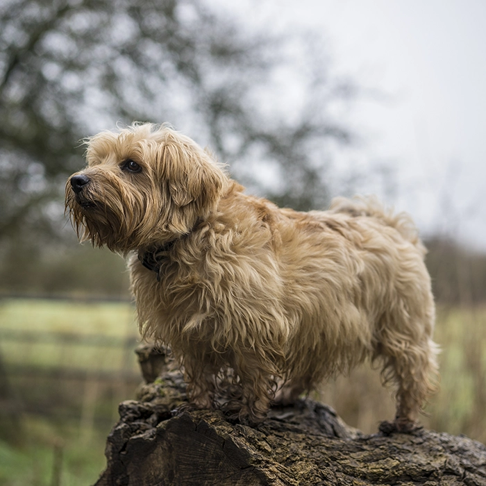 ノーフォーク・テリア