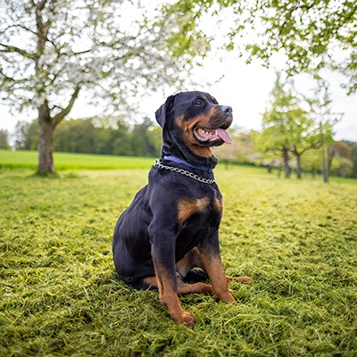 ロットワイラー 2 ロットワイラー