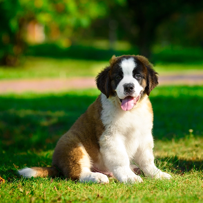 セント・バーナード