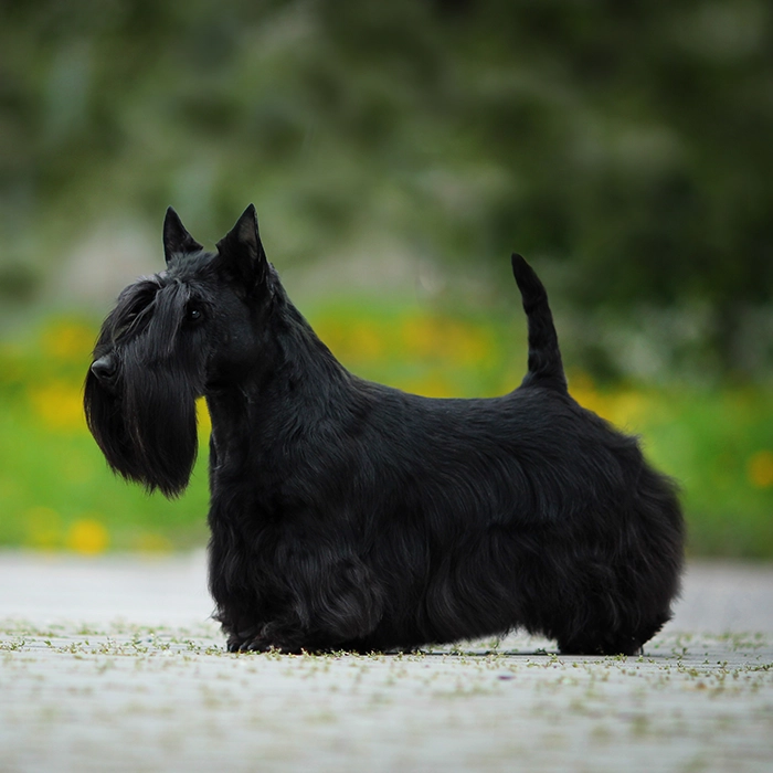 スコティッシュ・テリア