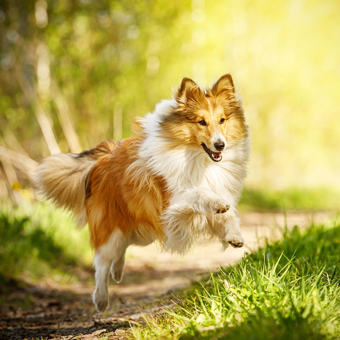 走っているシェルティ