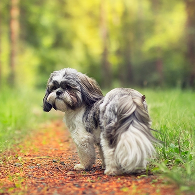 森にいるシーズー