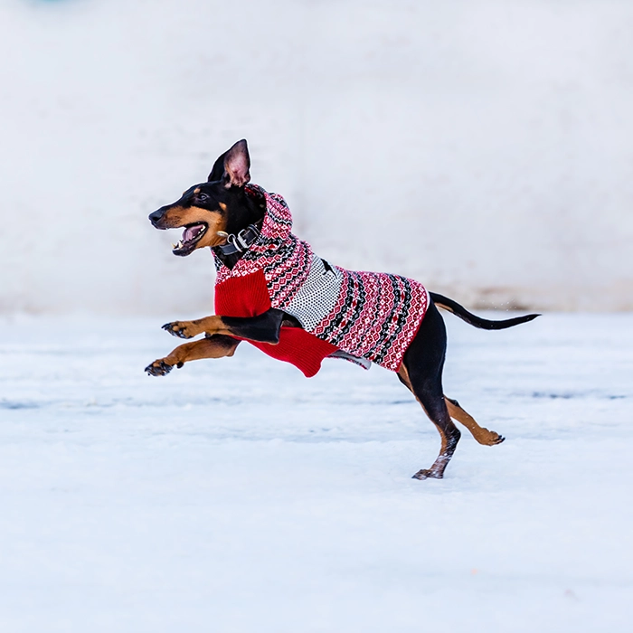 トイ・マンチェスター・テリア