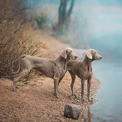 ワイマラナー 2 ワイマラナー