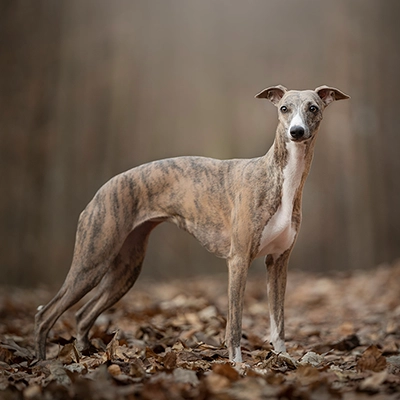 草原にいるアメリカン・コッカー・スパニエル