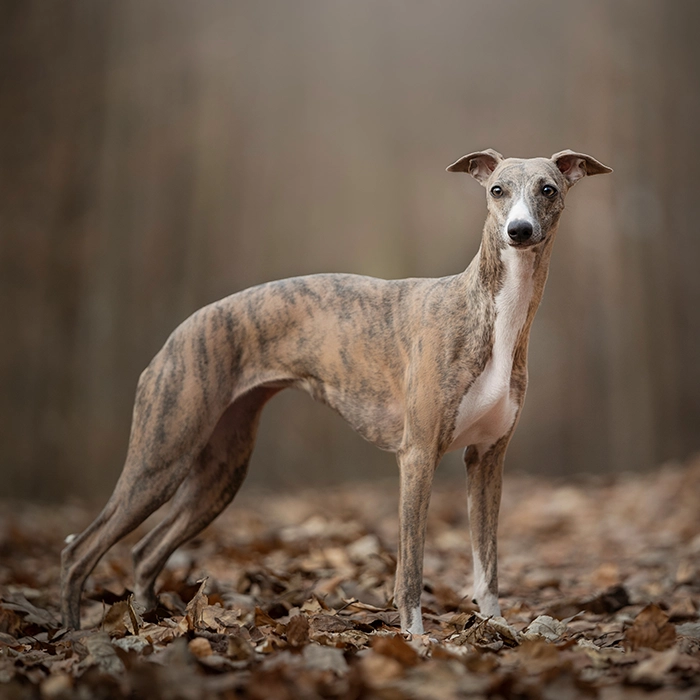 ウィペット 3 草原にいるアメリカン・コッカー・スパニエル