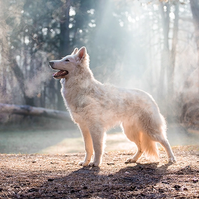 ホワイト・スイス・シェパード・ドッグ