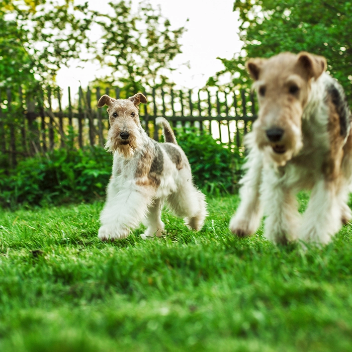 ワイアー・フォックス・テリア