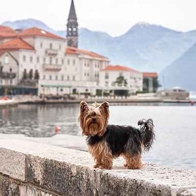 橋の上のヨークシャーテリア